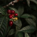 Dónde está el mejor café del Ecuador
