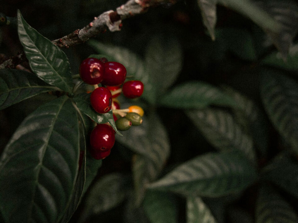 Dónde está el mejor café del Ecuador